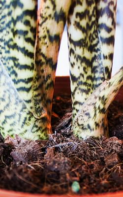 How to repot an Alocasia Zebrina