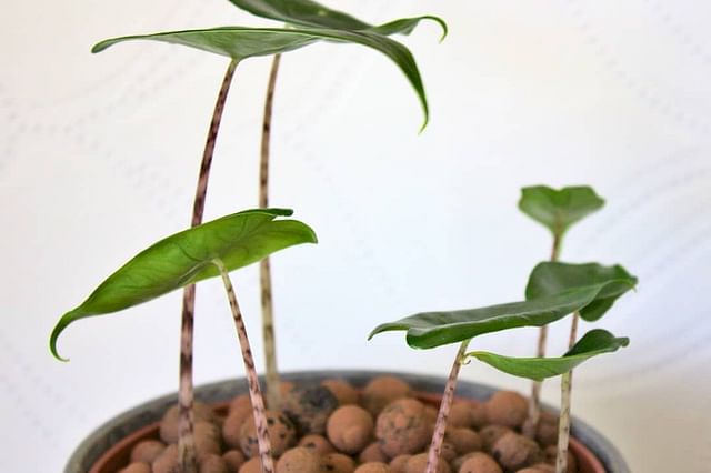 Alocasia Zebrina in Leca