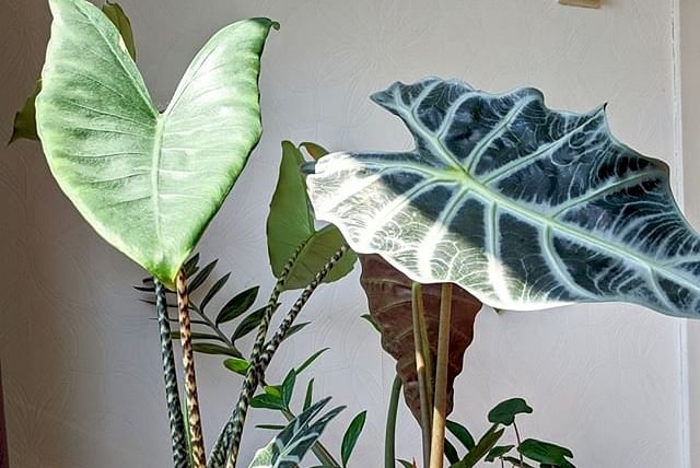Alocasias in a west-facing window