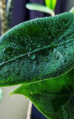 What are the best humidity levels for houseplants?