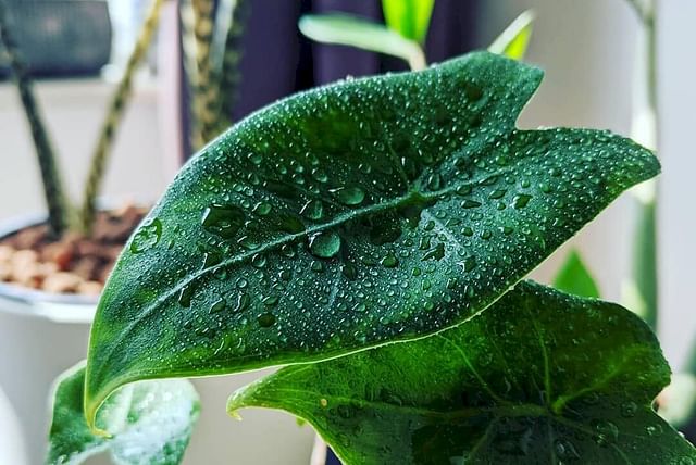Water droplets on an Alocasia Zebrina