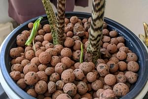 How to grow an Alocasia Zebrina in Leca