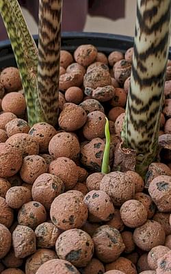 How to grow an Alocasia Zebrina in Leca