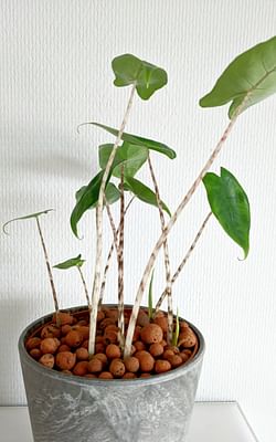 How to plant an Alocasia Zebrina in Leca