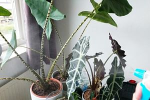 10 ways to raise the humidity in your house