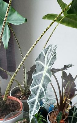 10 ways to raise the humidity in your house