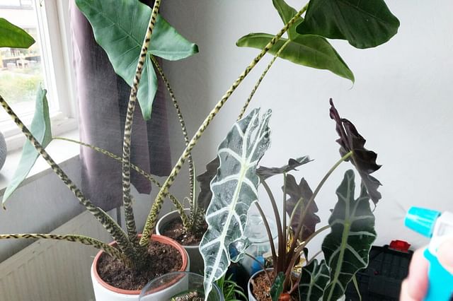 "10 ways to raise the humidity in your house"