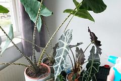 10 ways to raise the humidity in your house