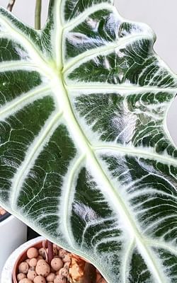 The pros and cons of using Leca to grow your plants