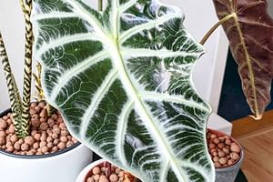 The pros and cons of using Leca to grow your plants