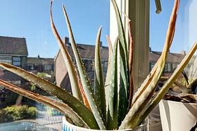 The right sunlight for your plants