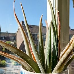 Aloe Vera