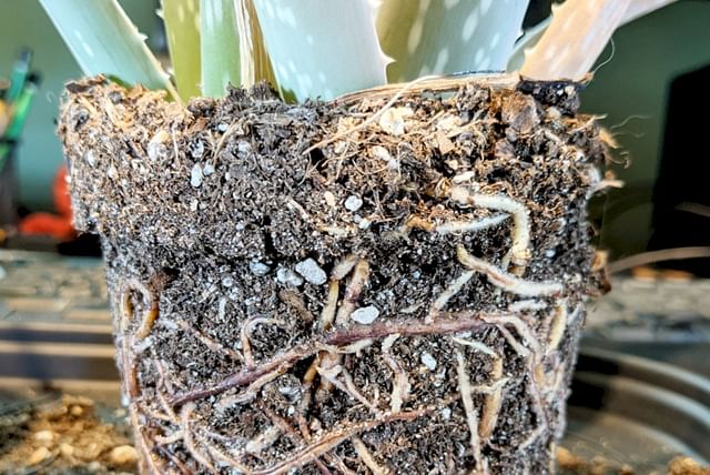 aloe-vera-soil.jpg