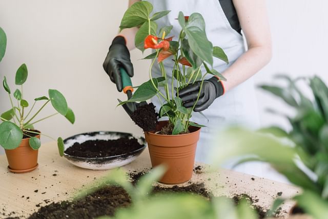 anthurium-being-potted.jpg