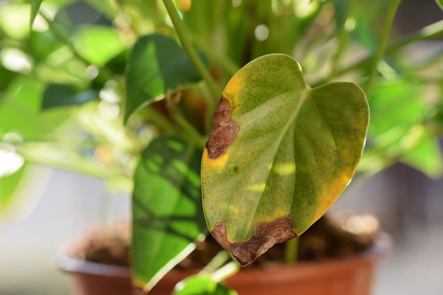 Brown tips on an Anthurium