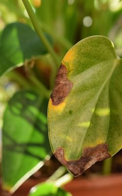 What should I do if my plant has brown tips on its leaves?