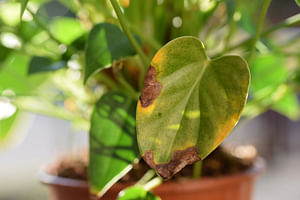 What should I do if my plant has brown tips on its leaves?