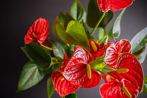 How to take care of an Anthurium