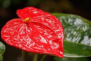 Anthurium