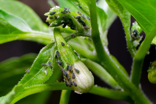 Aphids