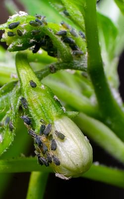 How to get rid of aphids on houseplants