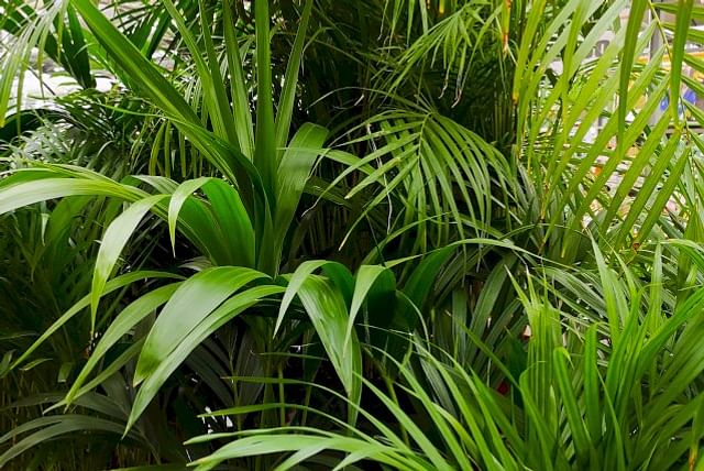 Large areca palm