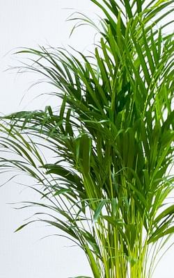 How to care for an Areca Palm (Dypsis lutescens)