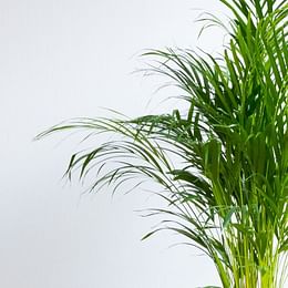Areca palm