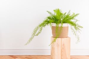 Asparagus Fern