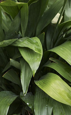 How to take care of a Cast Iron Plant (Aspidistra elatior)