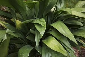 How to take care of a Cast Iron Plant (Aspidistra elatior)