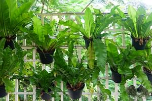 Asplenium (Bird's Nest Fern)