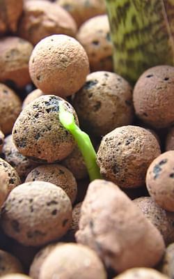Which plants can you grow in Leca?