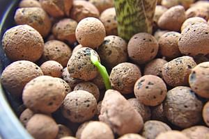 Which plants can you grow in Leca?