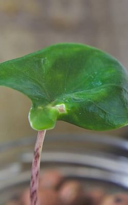 How to propagate an Alocasia Zebrina