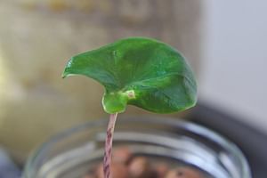 How to propagate an Alocasia Zebrina