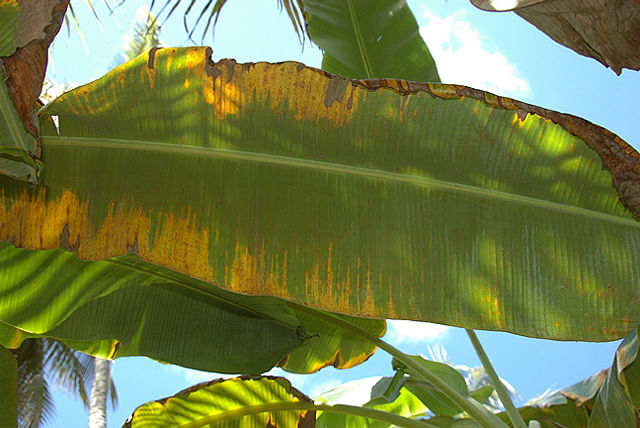banana-leaves-damaged-by-pest.jpeg