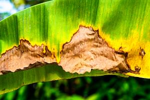 What are signs of too much sunlight on plants?