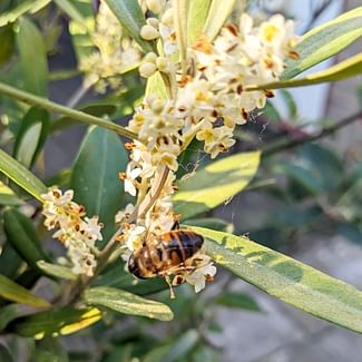 Read a plant care guide