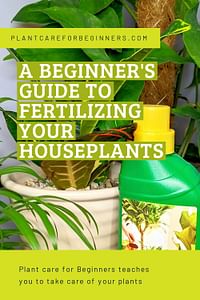 A beginner's guide to fertilizing your houseplants