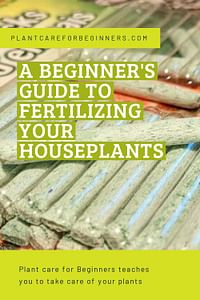 A beginner's guide to fertilizing your houseplants
