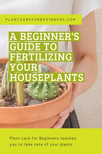 A beginner's guide to fertilizing your houseplants