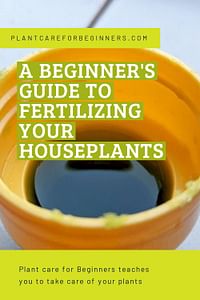 A beginner's guide to fertilizing your houseplants