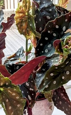 How to care for a Begonia Maculata (Polka dot plant)