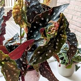 Begonia Maculata