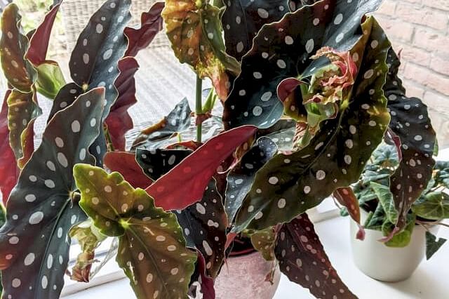 Begonia Maculata in window ledge