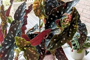 Begonia