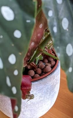 How to grow a Begonia Maculata in Leca