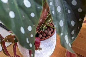 How to grow a Begonia Maculata in Leca