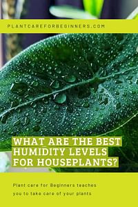 What are the best humidity levels for houseplants?